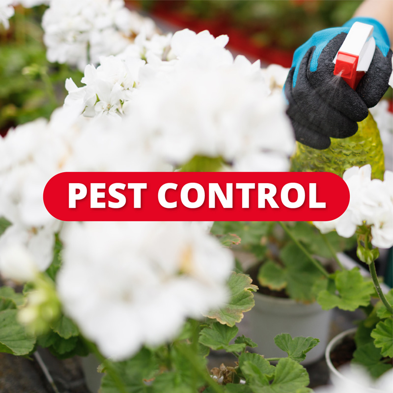 PEST CONTROL