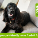 How to keep your pet-friendly home fresh and fur-free How to keep your pet-friendly home fresh and fur-free CW Blog Banners V1 2024 06